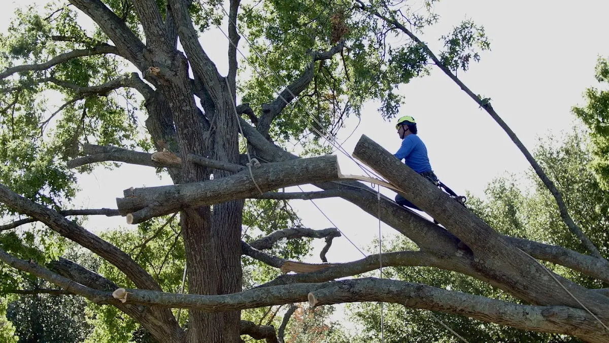 Professional Hazardous Tree Removal performed by certified arborists in Monitor