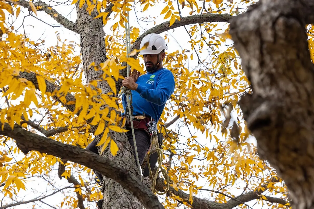 Skilled Tree Transplanting crew working in Monitor